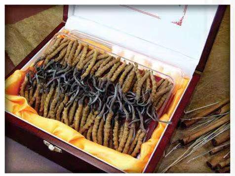 巴彦冬虫夏草回收